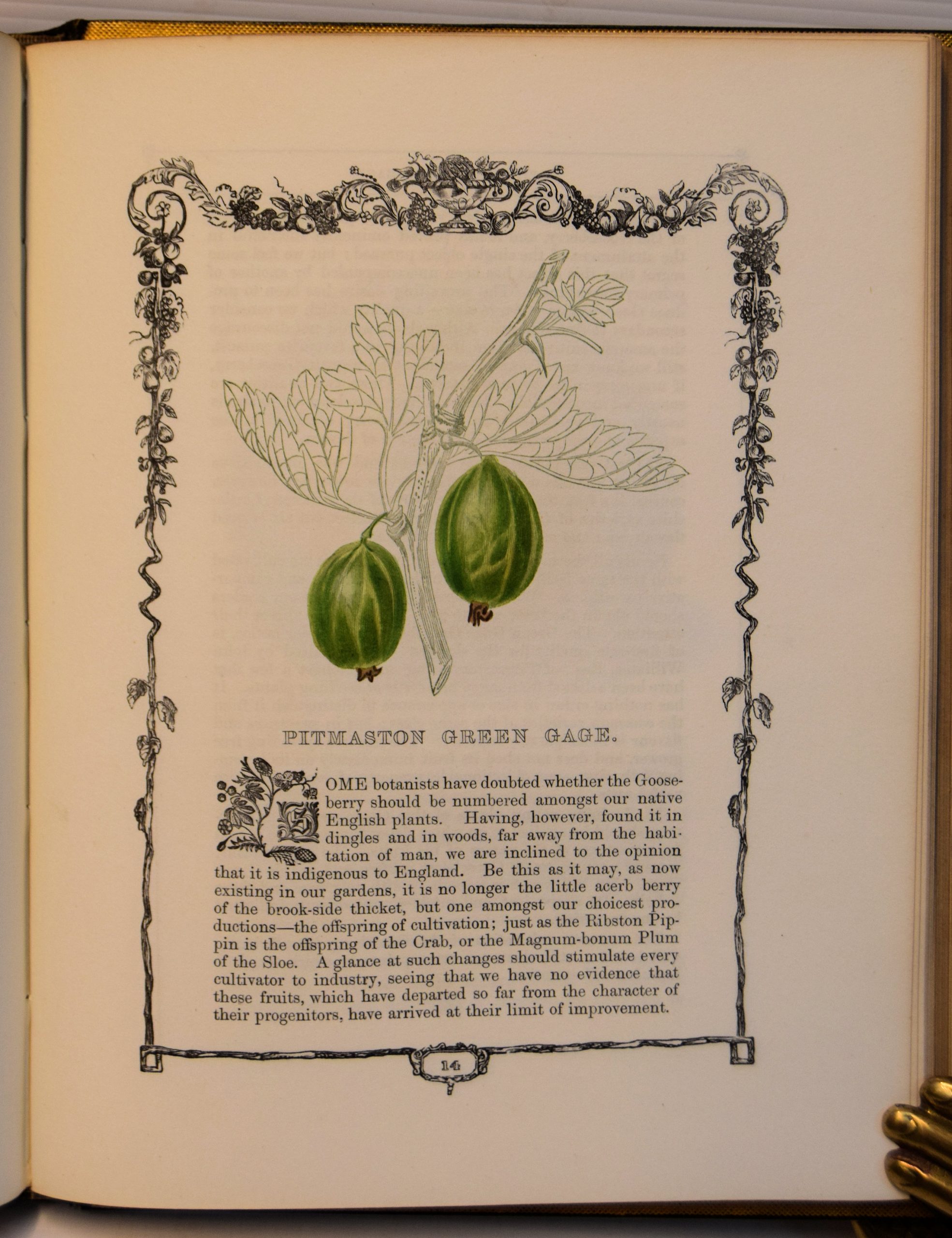 THE BOTANIC GARDEN; CONSISTING OF HIGHLY FINISHED REPRESENTATIONS OF HARDY ORNAMENTAL FLOWERING PLANTS CULTIVATED IN GREAT BRITAIN; - Image 4