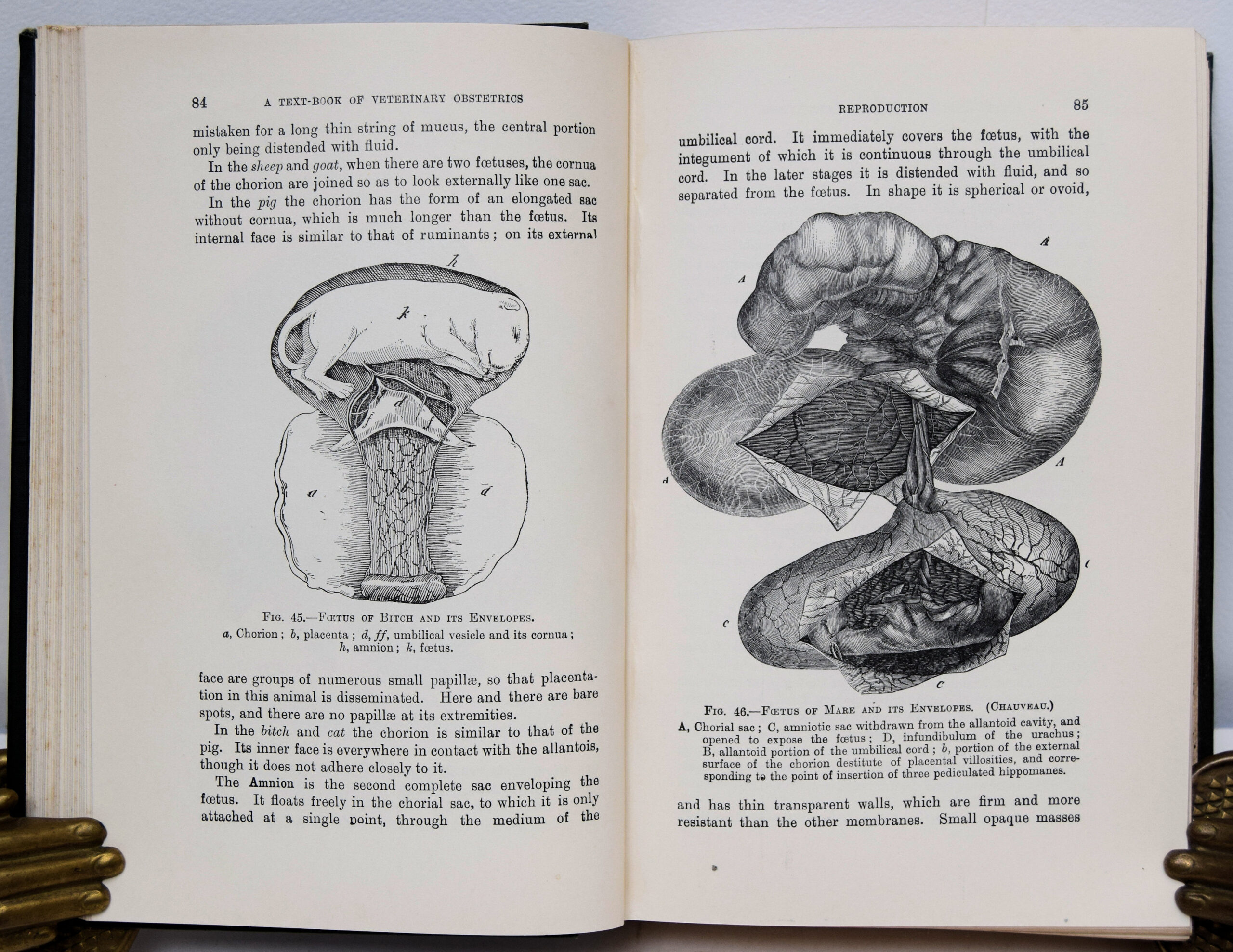 FLEMING'S VETERINARY OBSTETRICS.. - Image 3