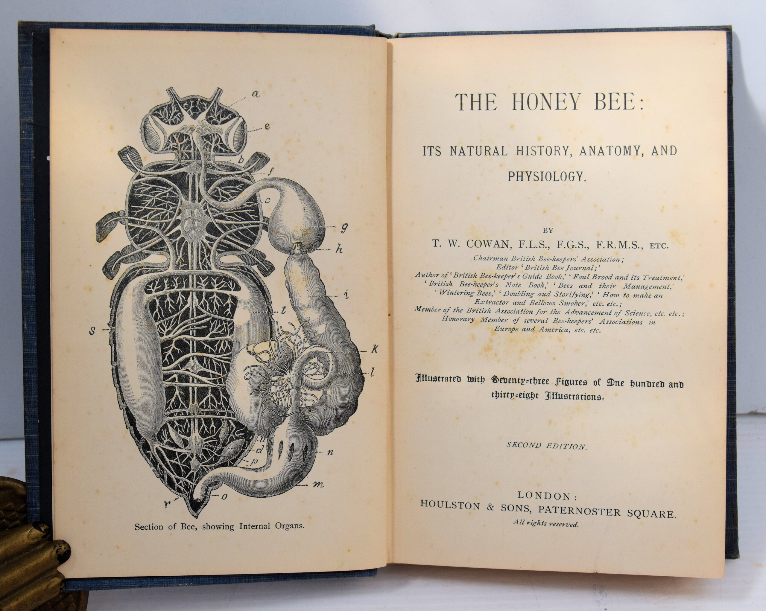 THE HONEY BEE: ITS NATURAL HISTORY, ANATOMY, AND PHYSIOLOGY - Image 2