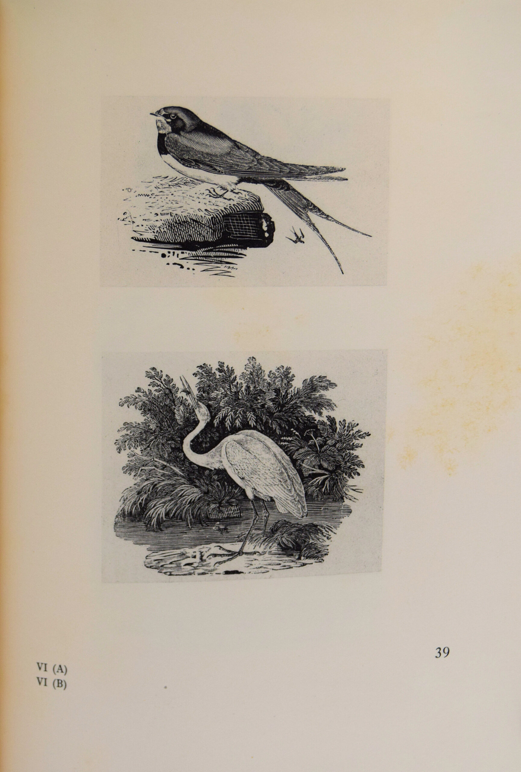 THOMAS BEWICK. - Image 3